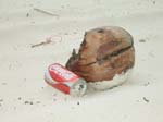 /international/Malaysia/2007SultansCup/Gallery/CiaraMalesia_Island/thumbnails/DSCF0932.jpg